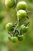 GREEN TOMATOES