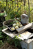 PUMPKIN, SQUASHES ON ALLOTMENT