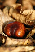 AESCULUS HIPPOCASTANUM, HORSE CHESNUT, CONKERS