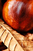 AESCULUS HIPPOCASTANUM, HORSE CHESNUT, CONKERS