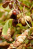 AESCULUS HIPPOCASTANUM, HORSE CHESNUT, CONKERS