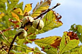 AESCULUS HIPPOCASTANUM, HORSE CHESNUT, CONKERS