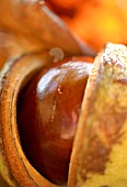 AESCULUS HIPPOCASTANUM, HORSE CHESNUT, CONKERS