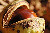 AESCULUS HIPPOCASTANUM, HORSE CHESNUT, CONKERS