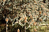 DIPSACUS FULLONUM, TEASEL