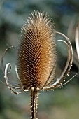 DIPSACUS FULLONUM, TEASEL