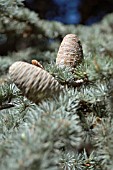 ATLANTIC CEDAR, CEDRUS ATLANTICA