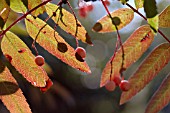 SORBUS SARGENTIANA