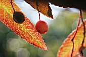 SORBUS SARGENTIANA