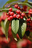 COTONEASTER FRIGIDUS