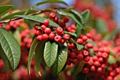 COTONEASTER FRIGIDUS