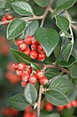 COTONEASTER HORIZONTALIS