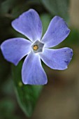 VINCA MINOR, PETITE VINCA, PERIWINKLE