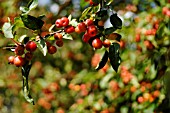 MALUS EVERESTE - CRAB APPLE