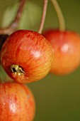 MALUS EVERESTE - CRAB APPLE