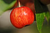 MALUS EVERESTE - CRAB APPLE