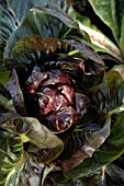 RADICCHIO, GRUMOLO ROSSA