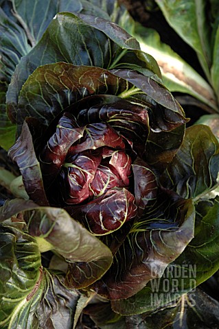 RADICCHIO_GRUMOLO_ROSSA