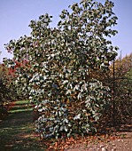 EUCALYPTUS NEGLECTUS