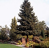 SEQUOIA SEMPERVIRENS CANTAB