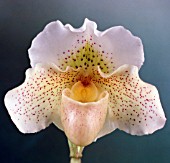 PAPHIOPEDILUM FRECKLES (GX. MONT MILLAIS)