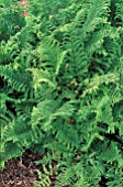 ATHYRIUM FILIX FEMINA,  FERN,  LADY FERN,  WOODSIACEAE,  WHOLE PLANT