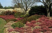 HEATHER GARDEN,  HEATHERS,  ERICACEAE,  HEATHER BORDER,  WINTER
