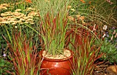 IMPERATA CYLINDRICA RED BARON,  GRASS,  POACEAE,  CONTAINER