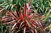 PHORMIUM EVENING GLOW,  NEW ZEALAND FLAX