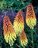 KNIPHOFIA ROYAL STANDARD, (RED HOT POKER ROYAL STANDARD)