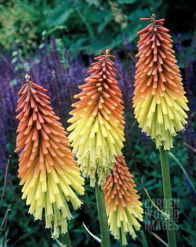 KNIPHOFIA_ROYAL_STANDARD_RED_HOT_POKER_ROYAL_STANDARD