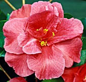 CAMELLIA CAPTAIN RAWES