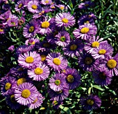 ERIGERON SPECIOSUS SINCERITY, (FLEABANE)