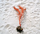 BRIGHT RED SEAWEED, (KELP)