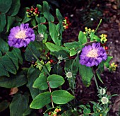 SCABIOSA CAUCASICA STAFA