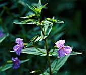 MIMULUS RINGENS