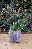 AGAPANTHUS IN CONTAINER, WRAPPED IN PROTECTIVE BUBBLEWRAP