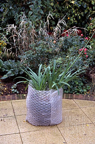 AGAPANTHUS_IN_CONTAINER_WRAPPED_IN_PROTECTIVE_BUBBLEWRAP