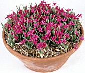 RHODOHYPOXIS DOUGLAS, IN CONTAINER