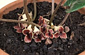 ASARUM CRASSUM,  FLOWERS,