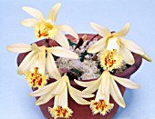 PLEIONE FORRESTII