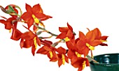 EPIDENDRUM VITTELEMUM GOLDEN GATE, (ORCHID, AS HOUSEPLANT)