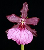 MILTONIA RELIANA ROYALTY