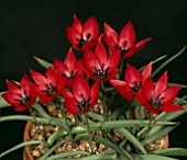 TULIPA HUMILIS