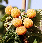 RUBUS IDAEUS FALL GOLD, (RASPBERRY FALL GOLD). (SYN. RUBUS IDAEUS GOLDEN BLISS)