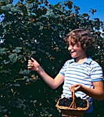 BOY PICKING RUBUS FRUTICOSUS (BLACKBERRY)