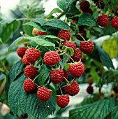 RUBUS IDAEUS HERITAGE, (RASPBERRY HERITAGE), AUTUMN FRUITING