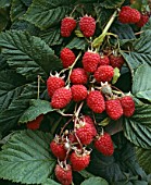 RUBUS IDAEUS MALLING JEWEL, (RASPBERRY MALLING JEWEL)