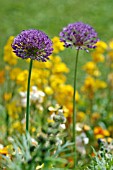 ALLIUM AFLATUNENSE