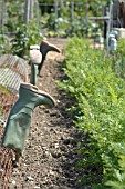 WELLINGTON BOOTS BY ROW OF CARROTS